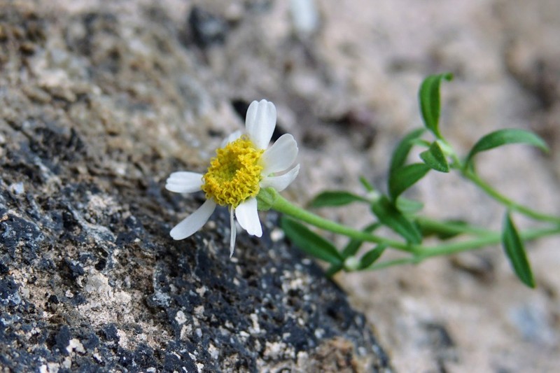 Crowfoot Rockdaisy photo 6