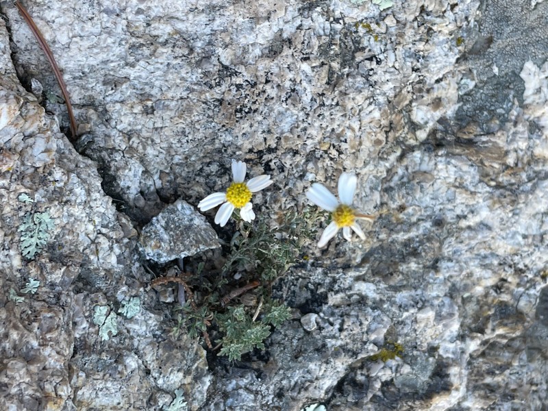 Crowfoot Rockdaisy photo 8