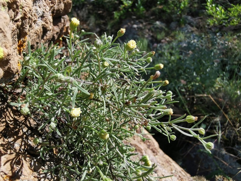 Galinsogeopsis feddemae