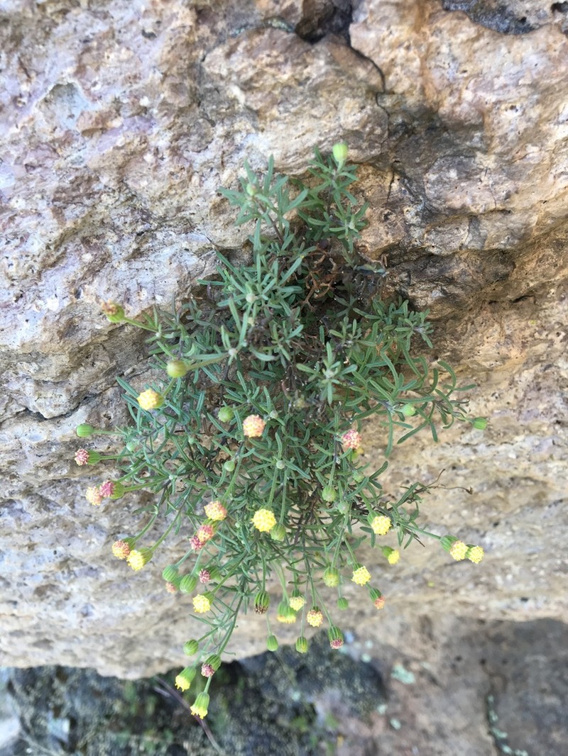 Galinsogeopsis feddemae photo 2