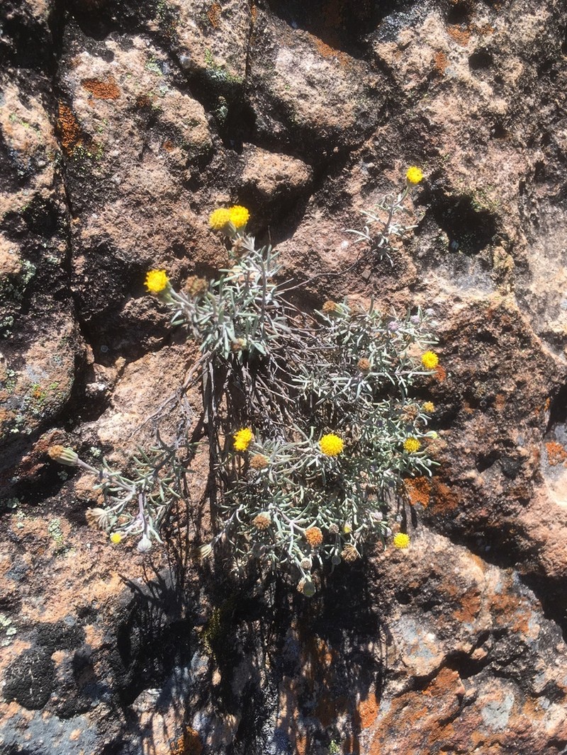 Galinsogeopsis glaucescens