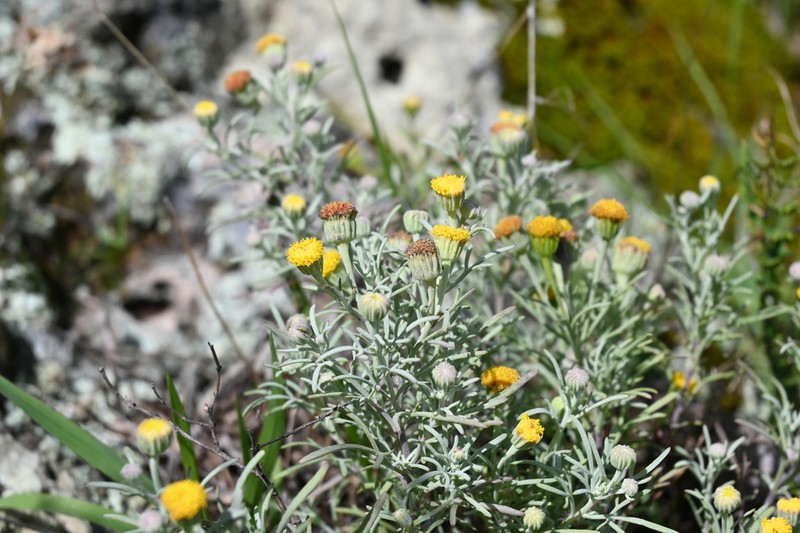 Galinsogeopsis glaucescens photo 2