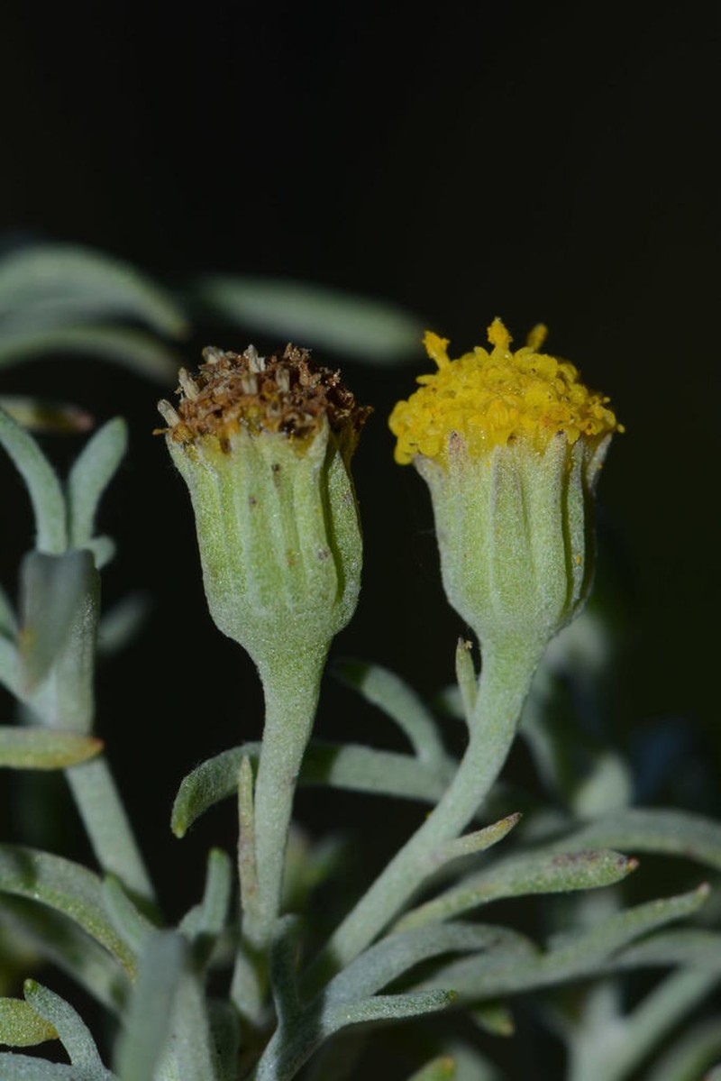 Galinsogeopsis glaucescens photo 3