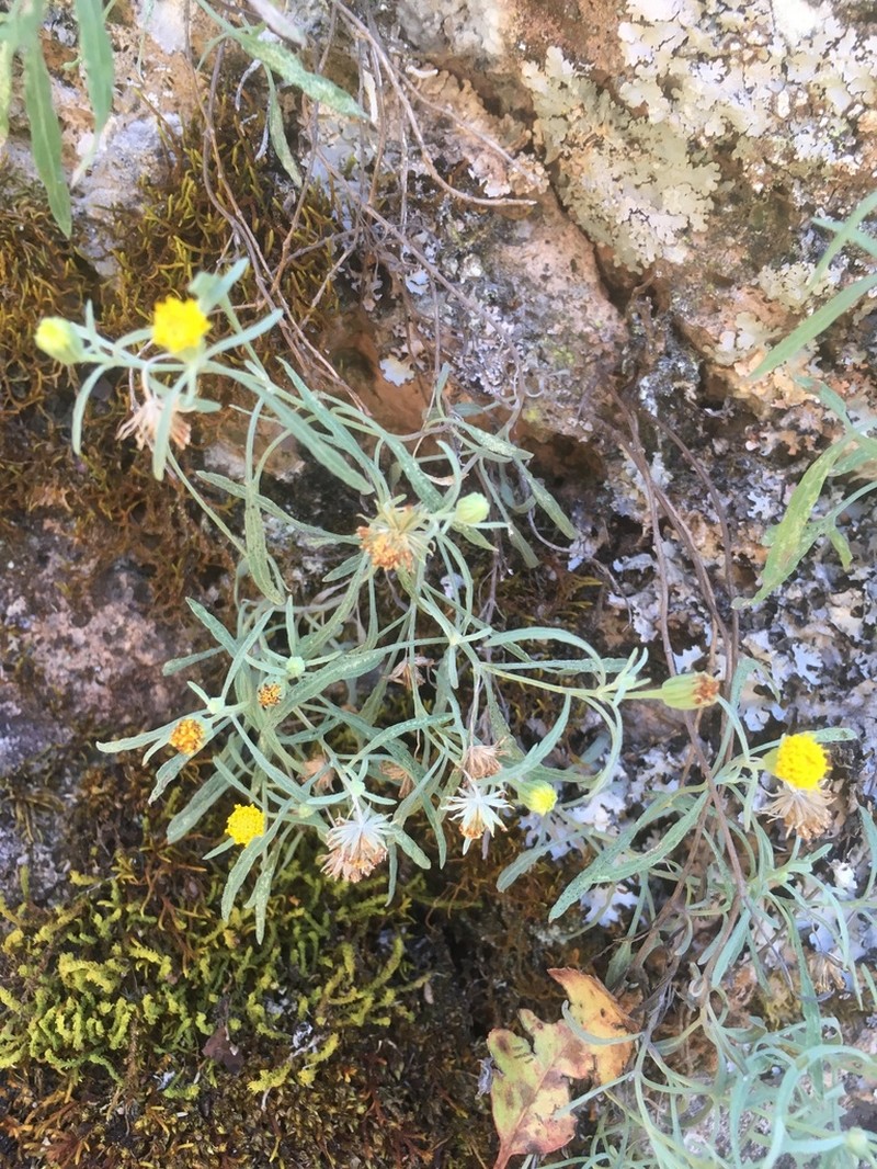 Galinsogeopsis glaucescens photo 4