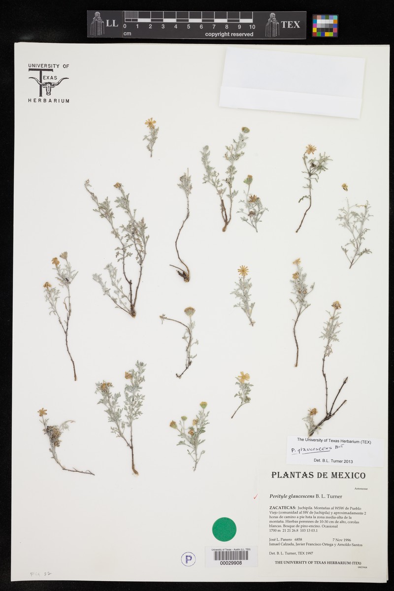 Galinsogeopsis glaucescens photo 7
