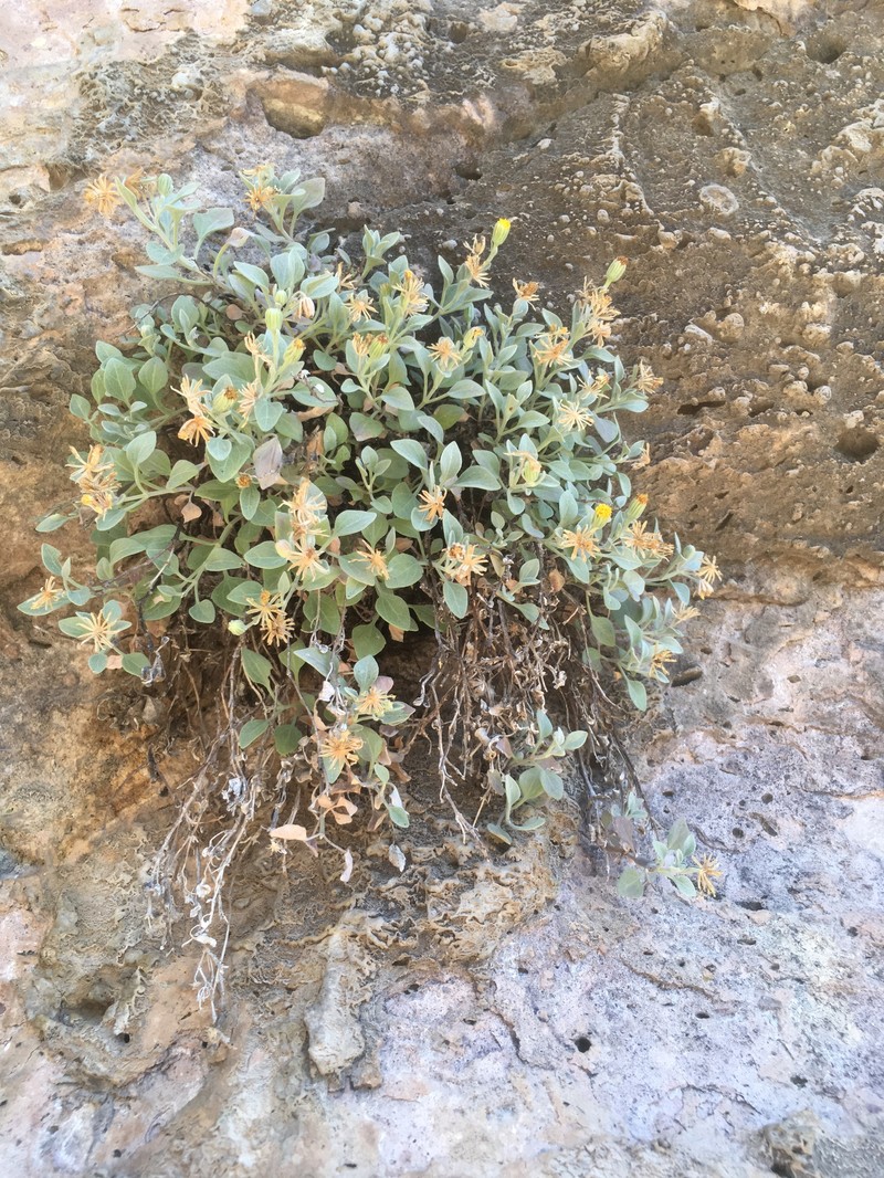 Galinsogeopsis harkerae photo 3