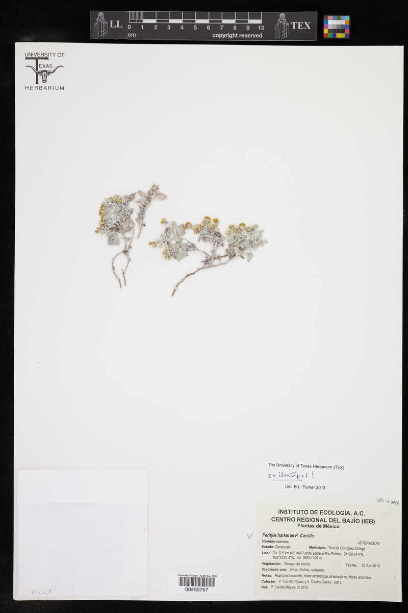 Galinsogeopsis harkerae photo 4