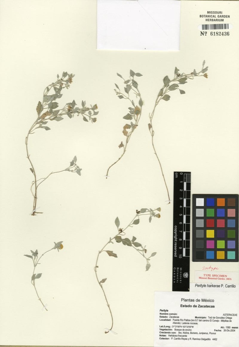Galinsogeopsis harkerae photo 5