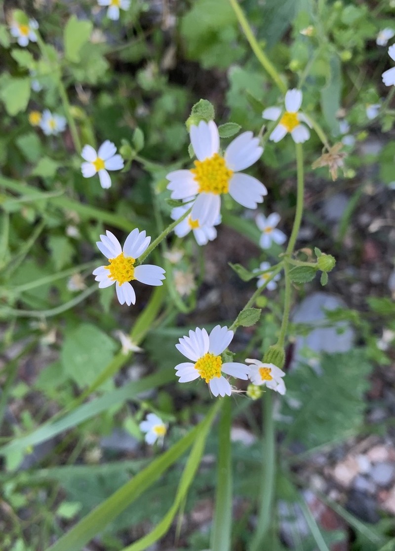 Galinsogeopsis hofmeisteria