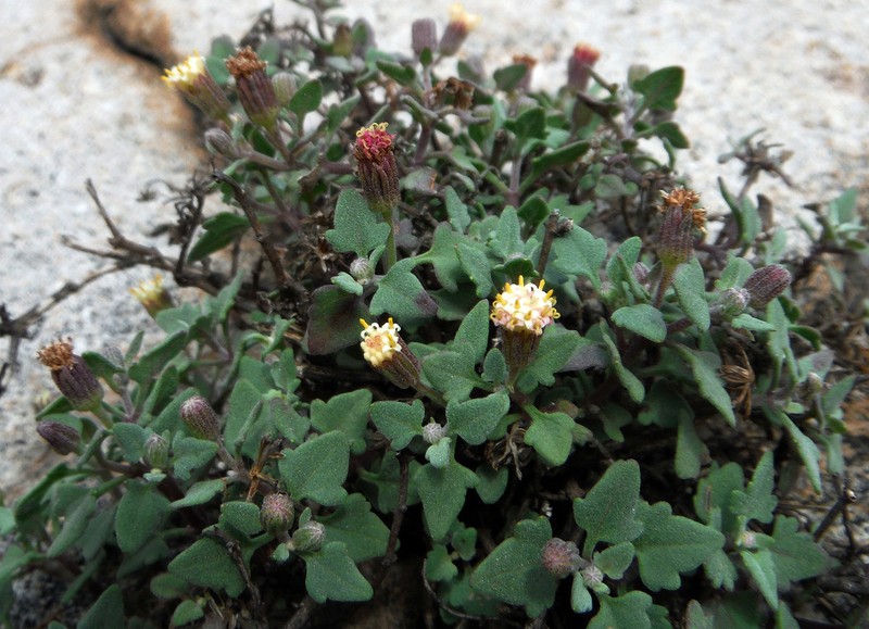 Galinsogeopsis jaliscana