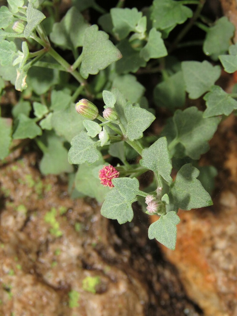 Galinsogeopsis jaliscana photo 2