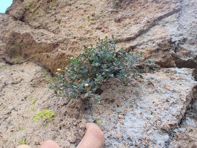 Galinsogeopsis jaliscana photo 3