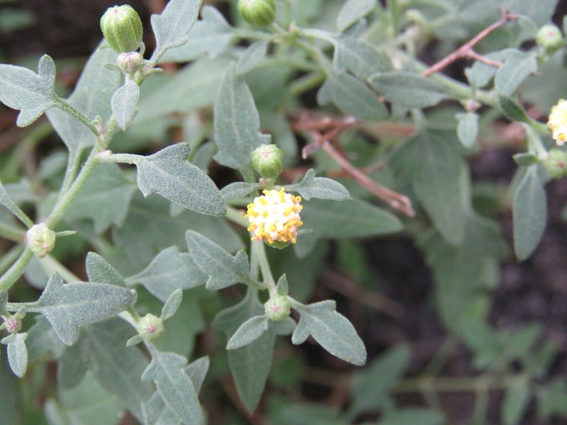Galinsogeopsis jaliscana photo 4