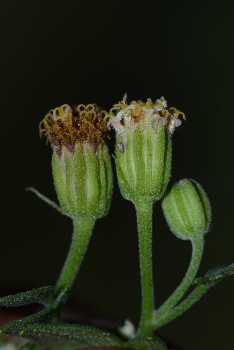 Galinsogeopsis jaliscana photo 5
