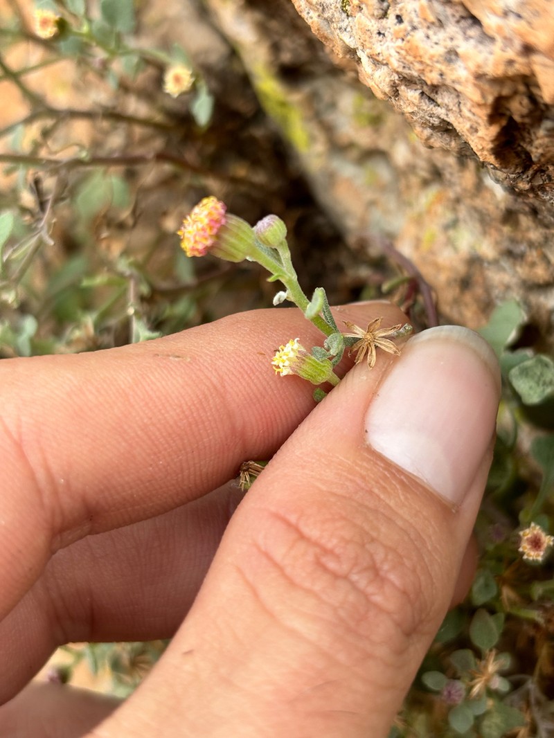 Galinsogeopsis jaliscana photo 6