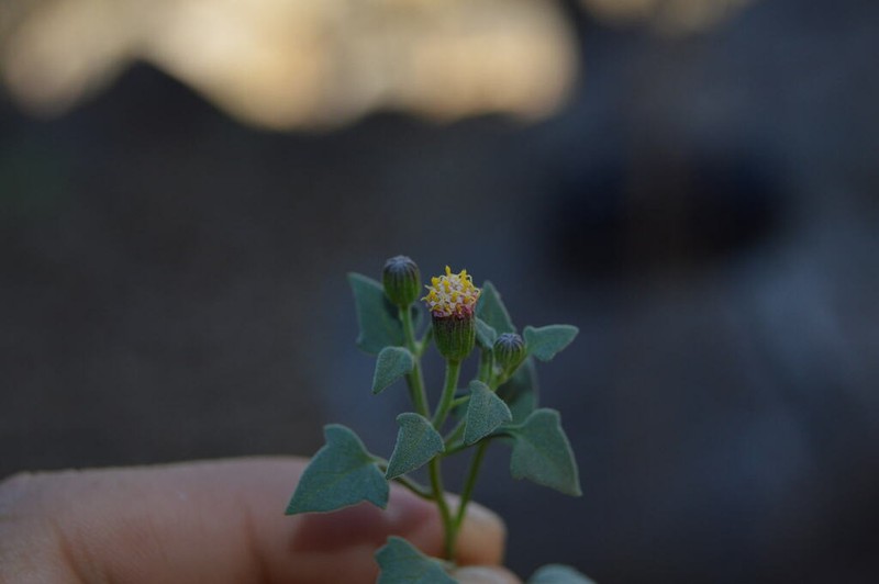 Galinsogeopsis jaliscana photo 7