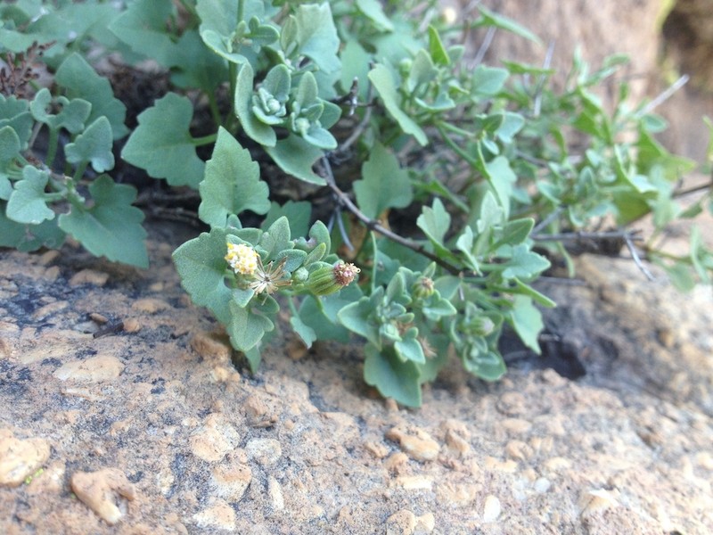 Galinsogeopsis jaliscana photo 8