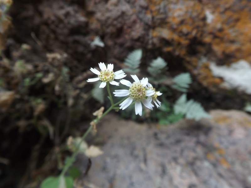 Galinsogeopsis microcephala