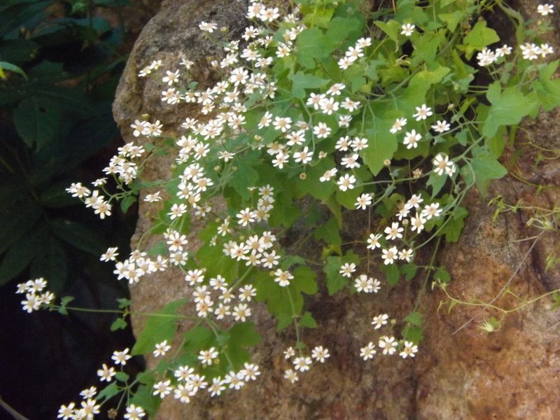 Galinsogeopsis microcephala photo 2