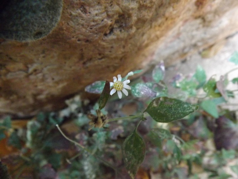 Galinsogeopsis microcephala photo 3