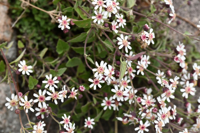Galinsogeopsis microcephala photo 4