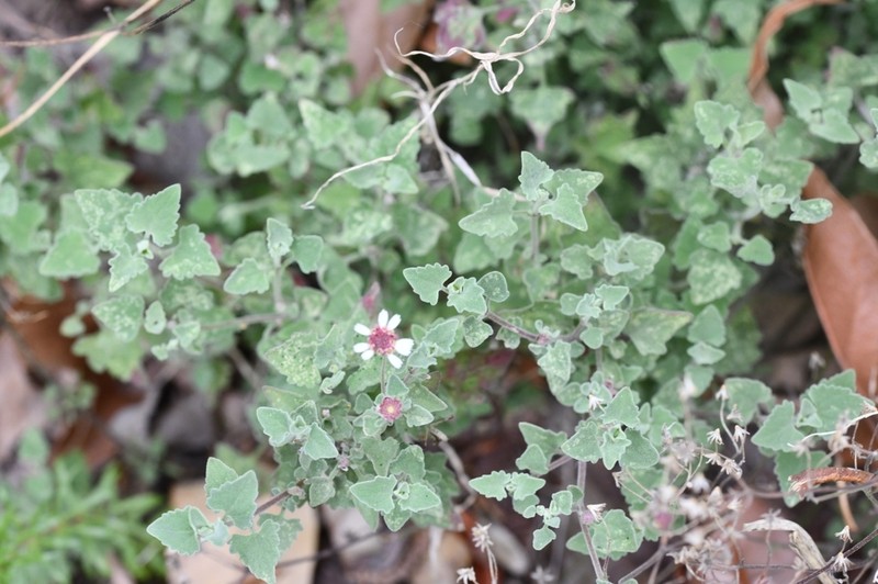 Galinsogeopsis microcephala photo 6