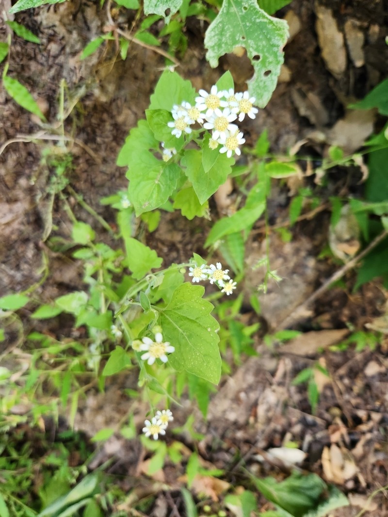 Galinsogeopsis microcephala photo 8
