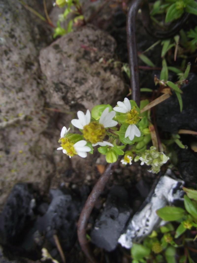 Galinsogeopsis montana