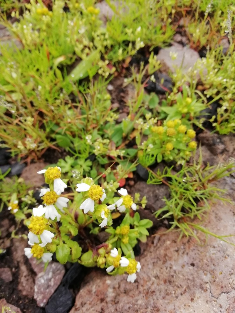 Galinsogeopsis montana photo 2