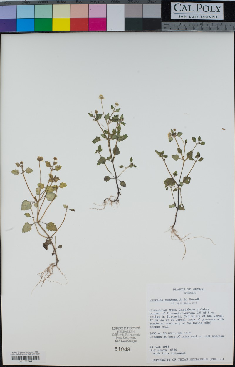 Galinsogeopsis montana photo 3