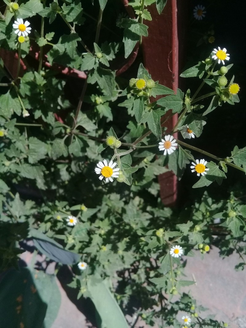 Galinsogeopsis spilanthoides