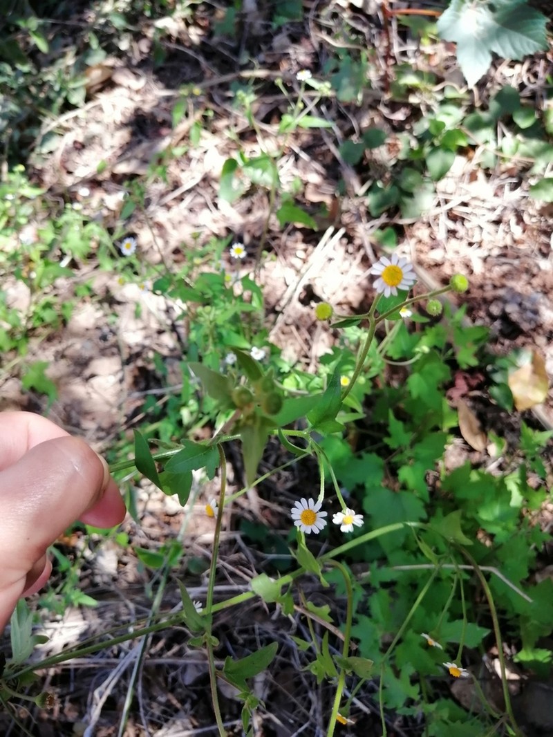 Galinsogeopsis spilanthoides photo 2