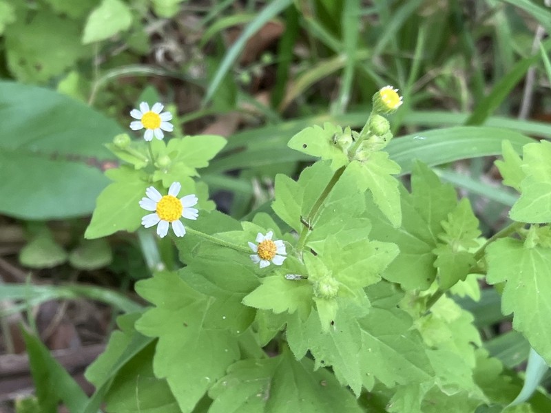 Galinsogeopsis spilanthoides photo 3