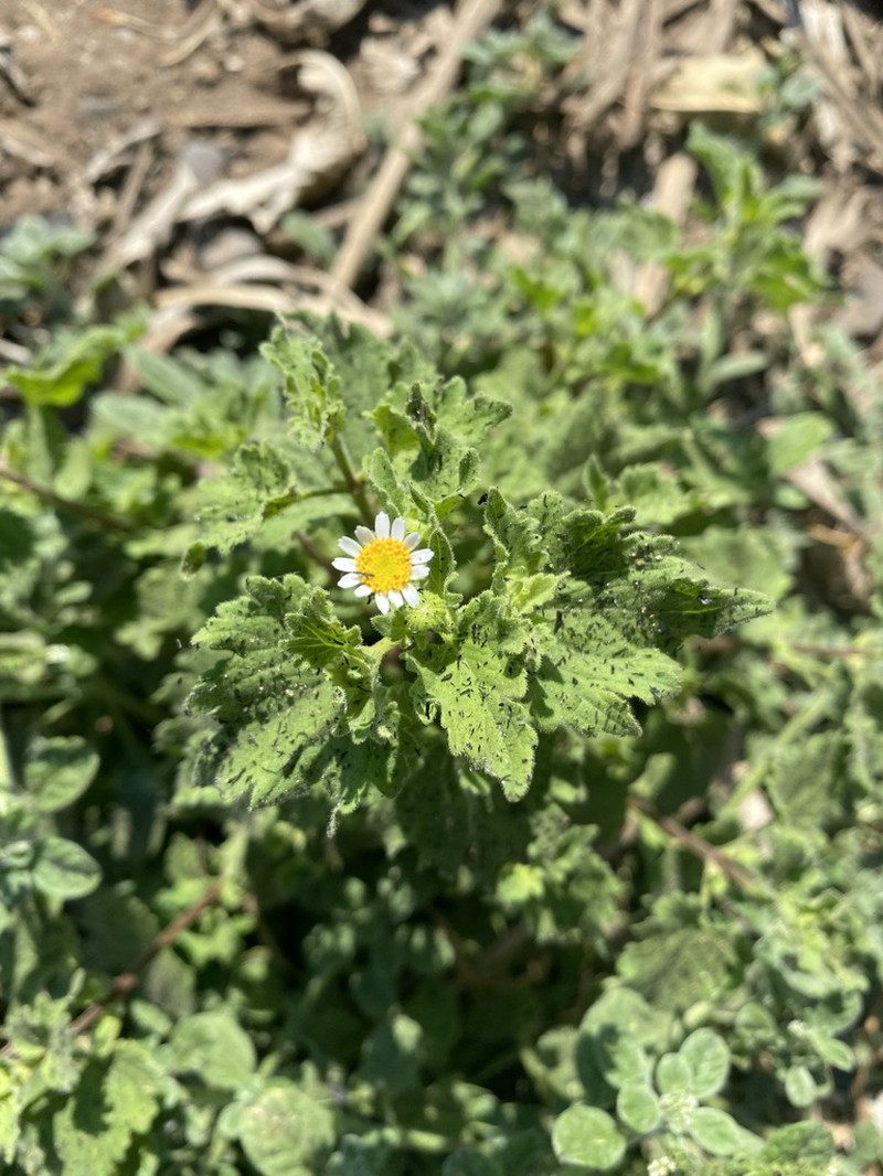 Galinsogeopsis spilanthoides photo 4