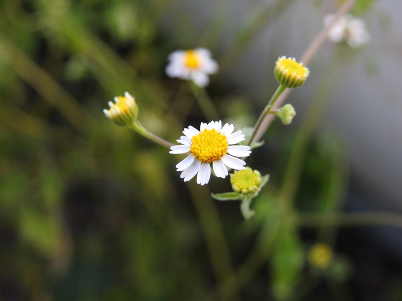 Galinsogeopsis spilanthoides photo 5