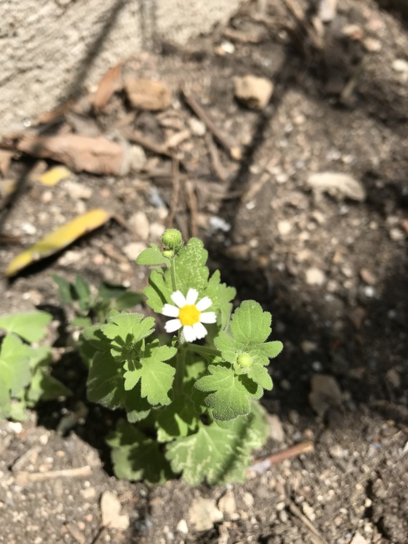 Galinsogeopsis spilanthoides photo 6