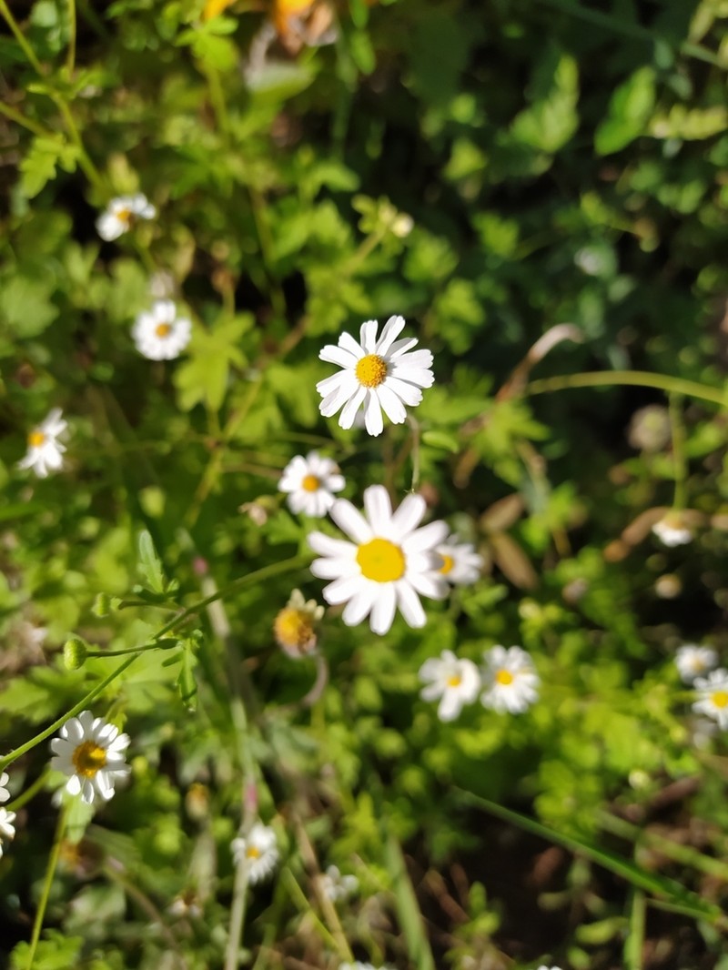Galinsogeopsis spilanthoides photo 7