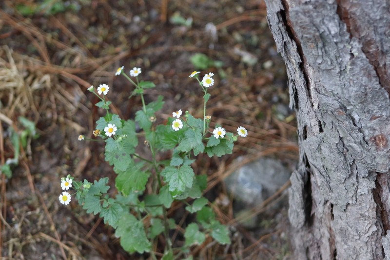 Galinsogeopsis spilanthoides photo 8