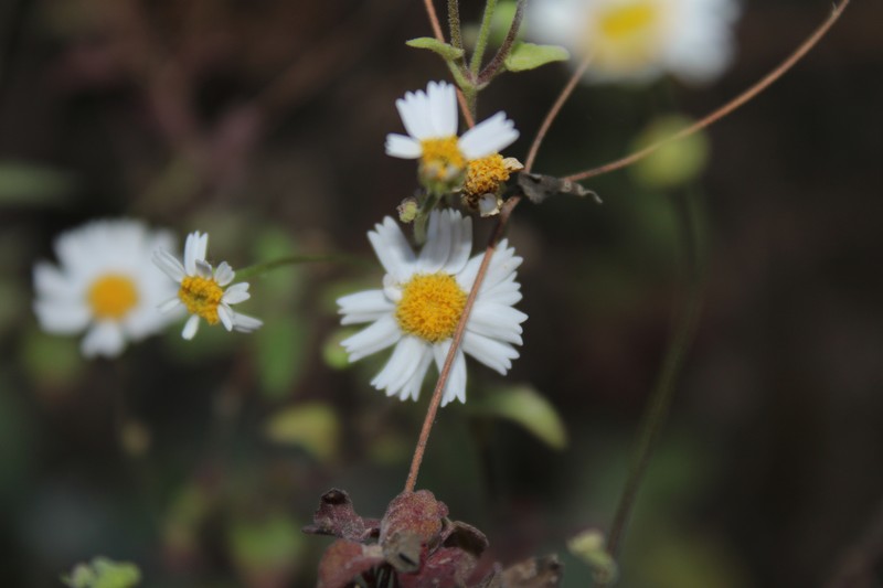Galinsogeopsis spilanthoides var. saxosa