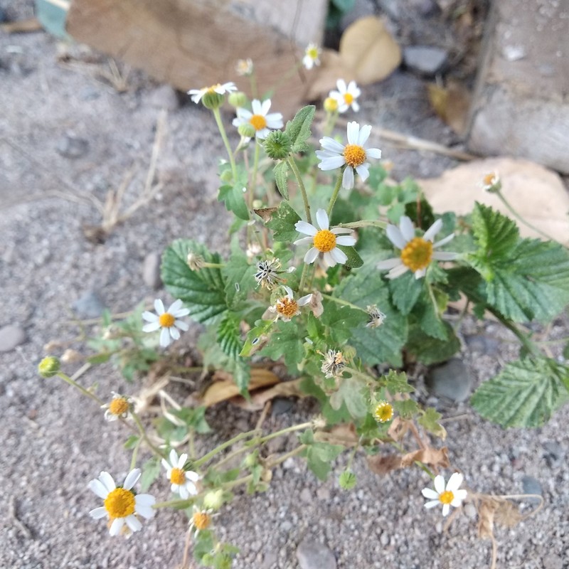 Galinsogeopsis spilanthoides var. saxosa photo 2