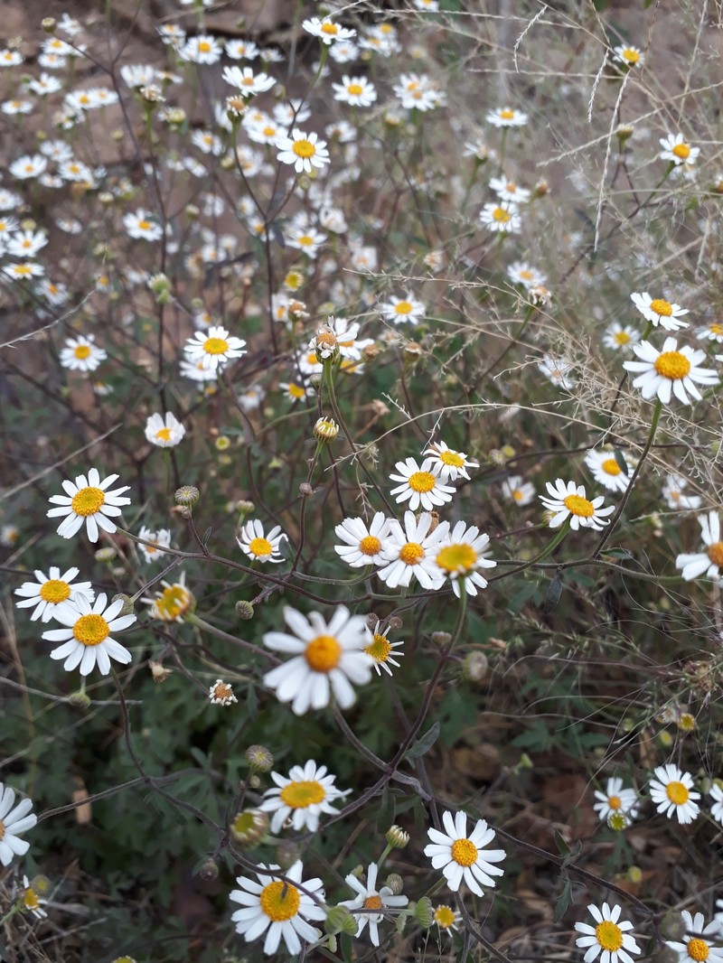 Galinsogeopsis spilanthoides var. saxosa photo 3