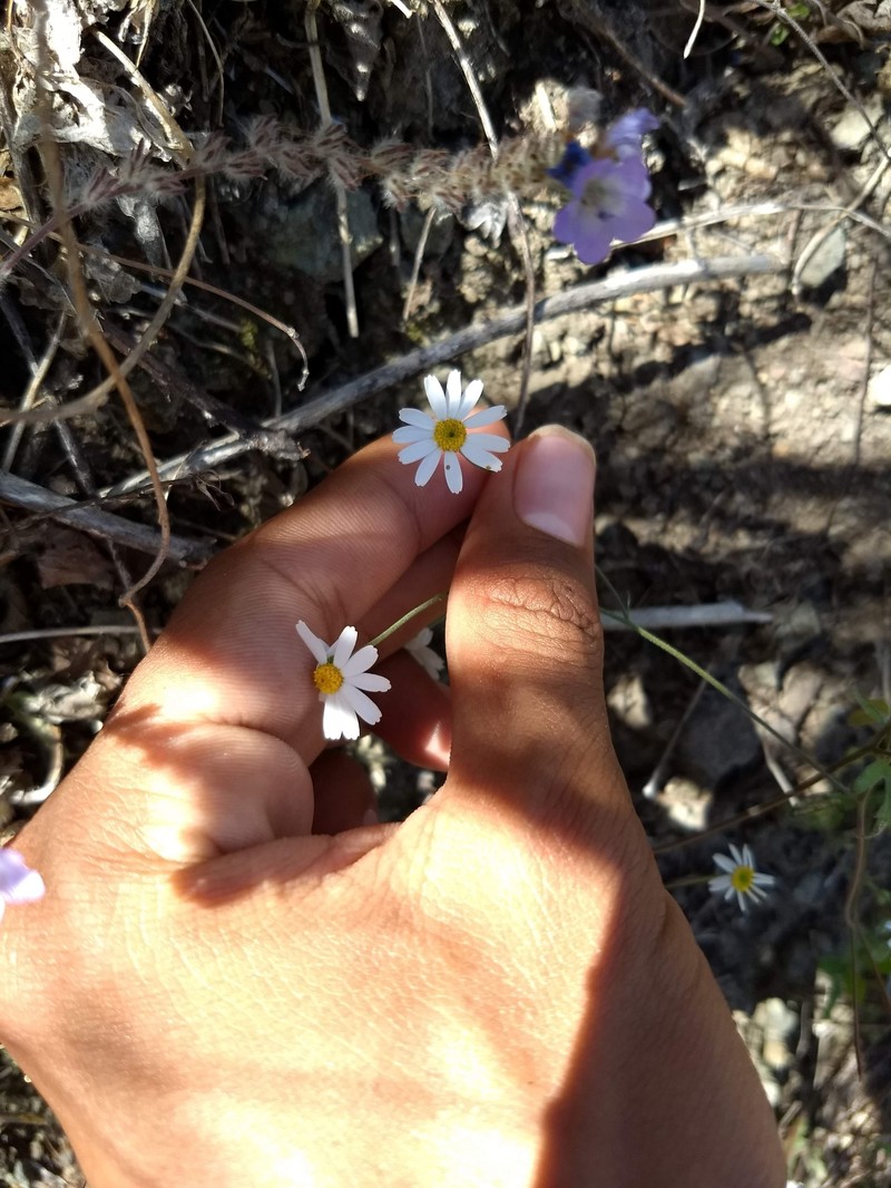 Galinsogeopsis spilanthoides var. saxosa photo 4