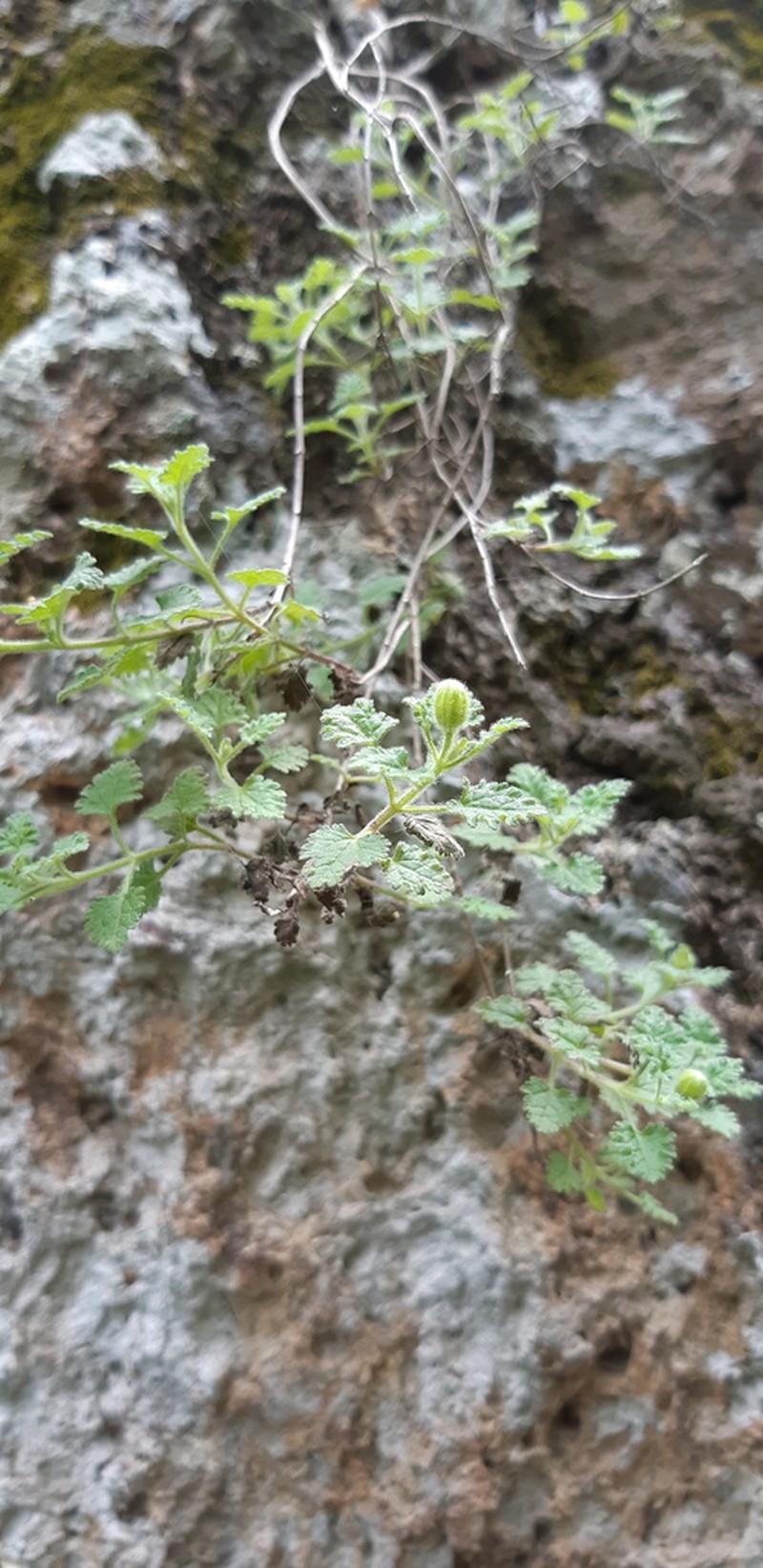 Galinsogeopsis stevensii