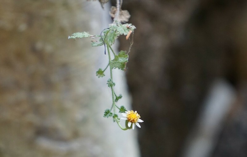 Galinsogeopsis stevensii photo 2