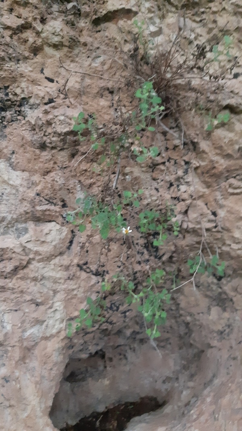 Galinsogeopsis stevensii photo 3