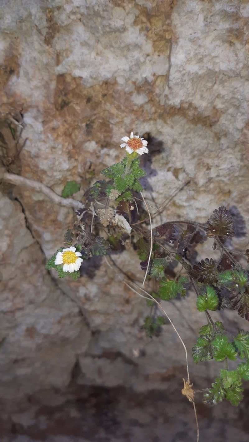 Galinsogeopsis stevensii photo 4