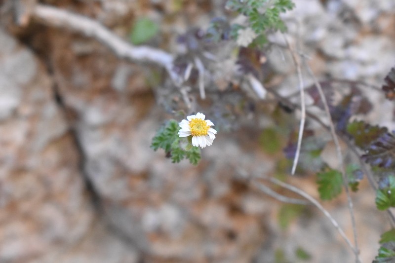 Galinsogeopsis stevensii photo 5