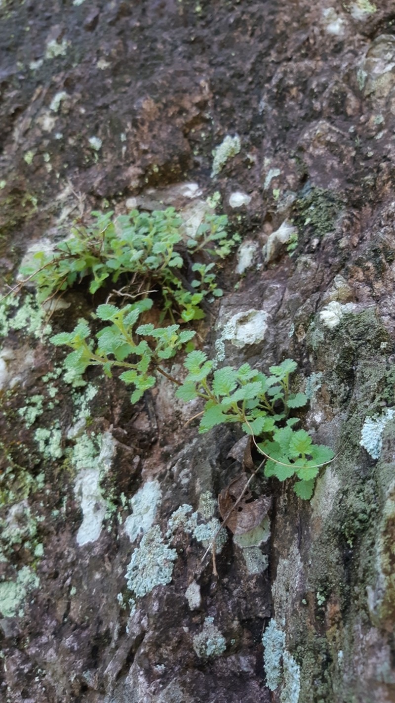Galinsogeopsis stevensii photo 6