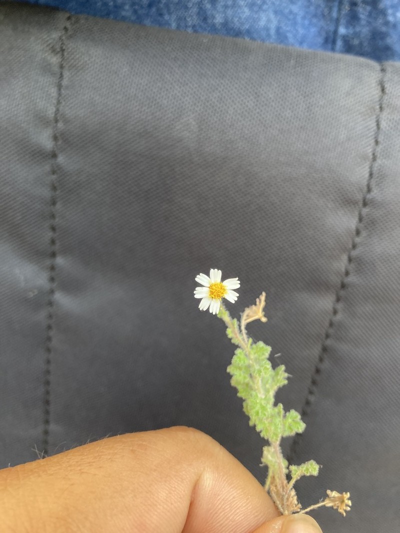 Galinsogeopsis stevensii photo 7
