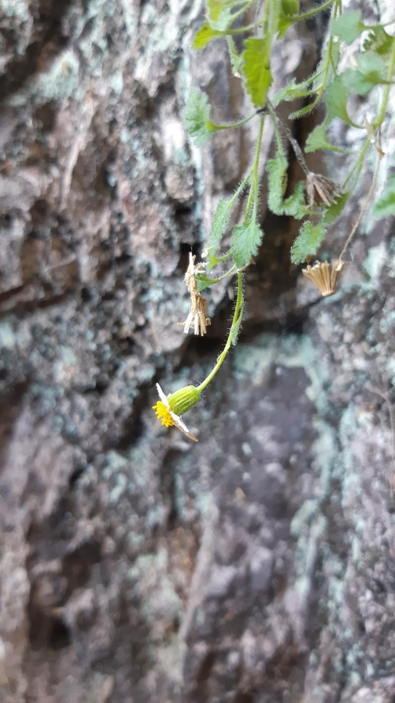 Galinsogeopsis stevensii photo 8